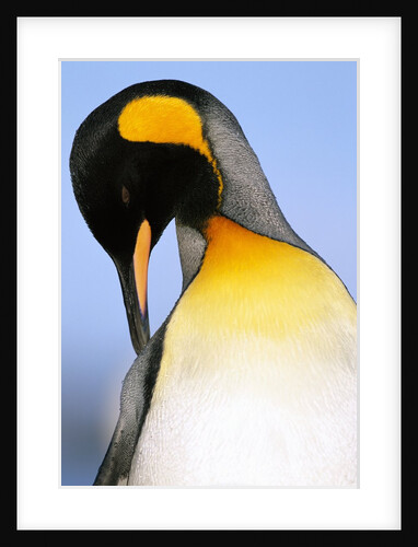 King Penguin Grooming Itself by Anonymous