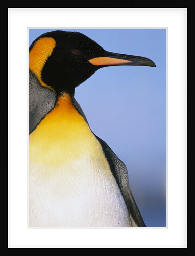 King Penguin by Anonymous
