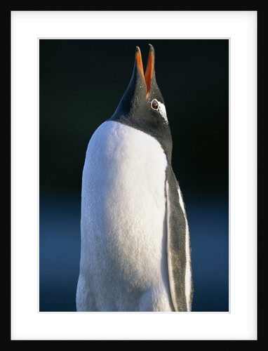 Gentoo Penguin Calling by Anonymous