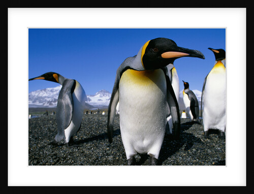 Colony of King Penguins by Anonymous