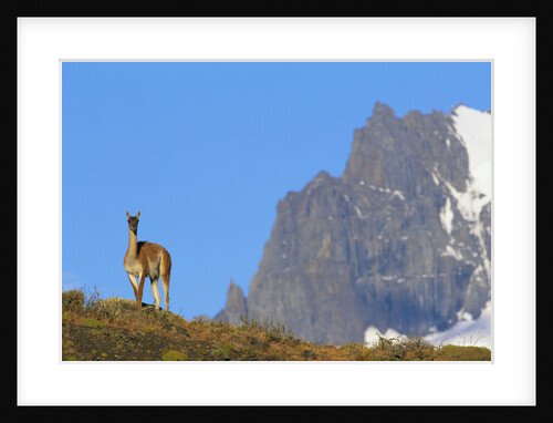 Guanaco Standing Near Cerro Paine Grande by Anonymous