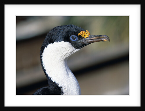 Imperial Shag by Anonymous