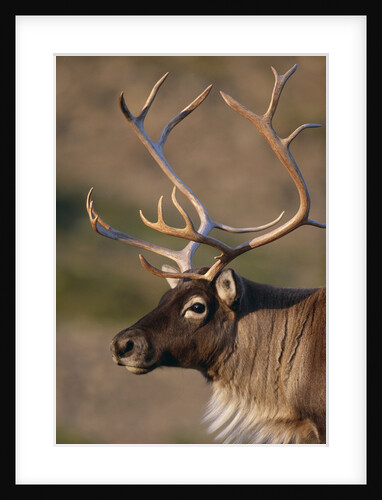 Caribou Looking into Sunset by Anonymous