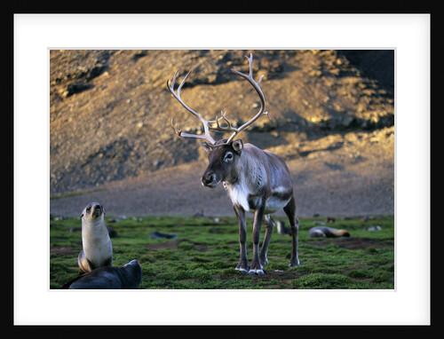 Reindeer Standing with Antarctic Fur Seals by Anonymous