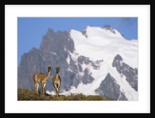 Cerro Paine Grande Rising behind Llamas by Anonymous
