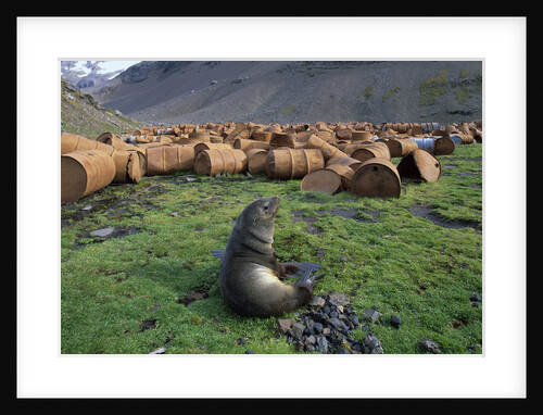 Fur Seal Resting near Rusted Barrels by Anonymous