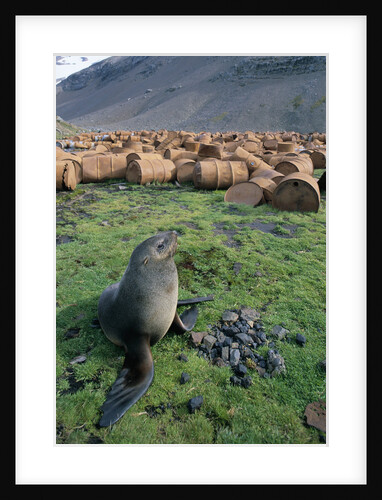 Fur Seal Resting near Rusted Barrels by Anonymous