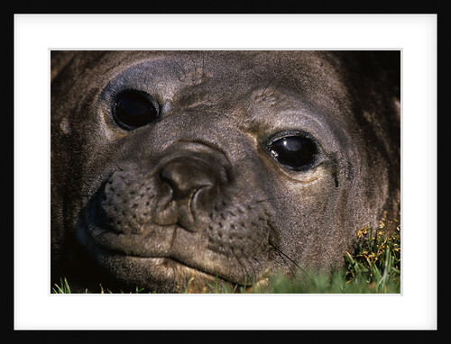 Elephant Seal Lying in Grass by Anonymous