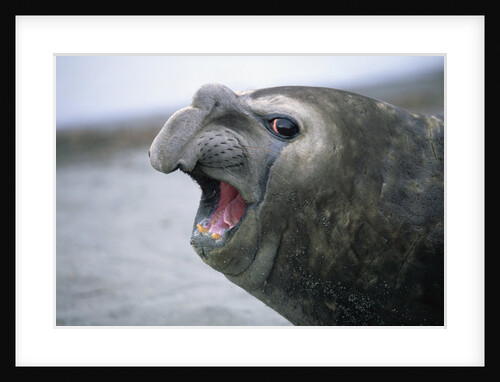 Southern Elephant Seal Barking by Anonymous
