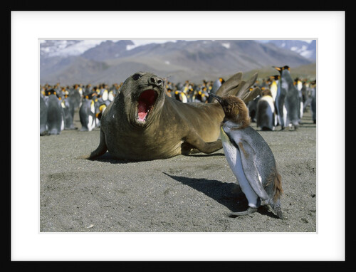 Southern Elephant Seal Barking at Penguin Chick by Anonymous