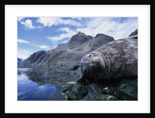 Weddell Seal Resting on Rocks by Anonymous