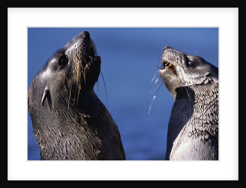 Antarctic Fur Seals by Anonymous