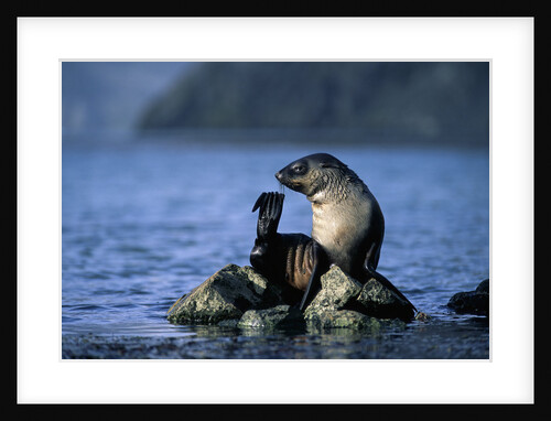 Antarctic Fur Seal Resting on Rock by Anonymous