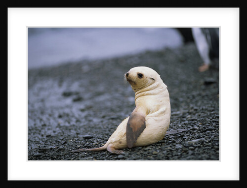 Antarctic Fur Seal Pup by Anonymous