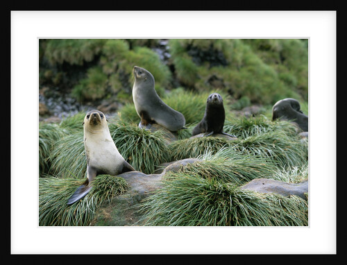 Antarctic Fur Seals Resting on Tussock Grass by Anonymous