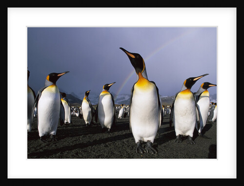 Rainbow Stretching above King Penguins by Anonymous