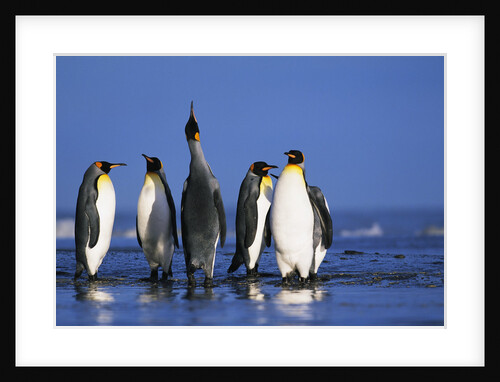 King Penguins Gathering by Anonymous