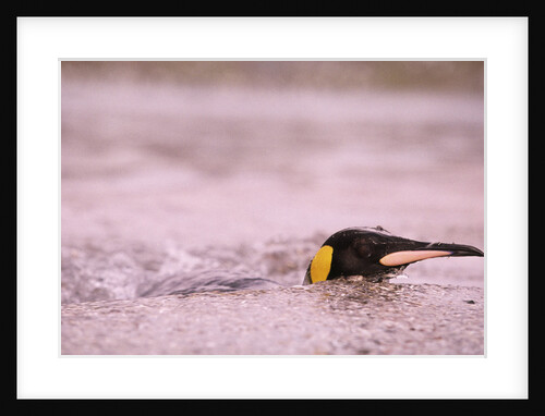 King Penguin Swimming in Tide Pool by Anonymous