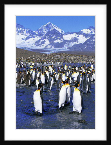 King Penguin Colony by Anonymous