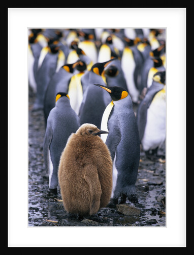 King Penguin Chick Standing with Adults by Anonymous