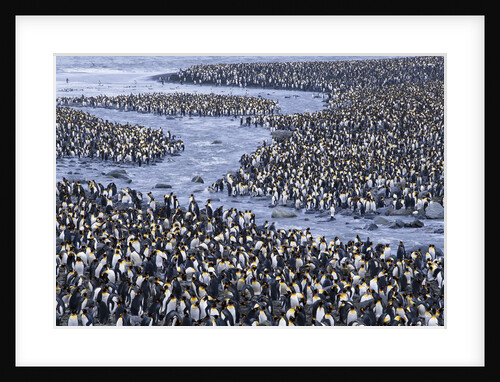 King Penguin Colony by Anonymous
