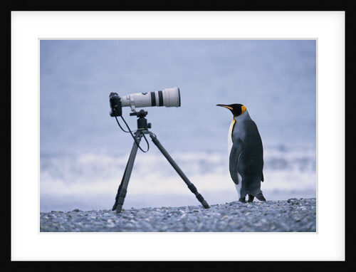 A Curious King Penguin by Anonymous
