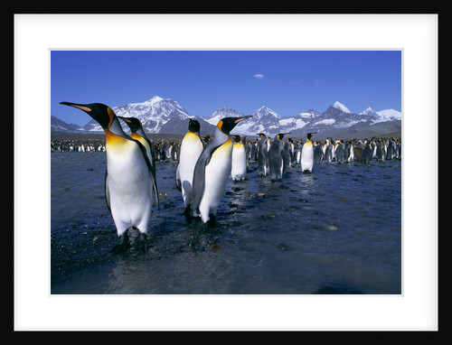 Colony of King Penguins by Anonymous