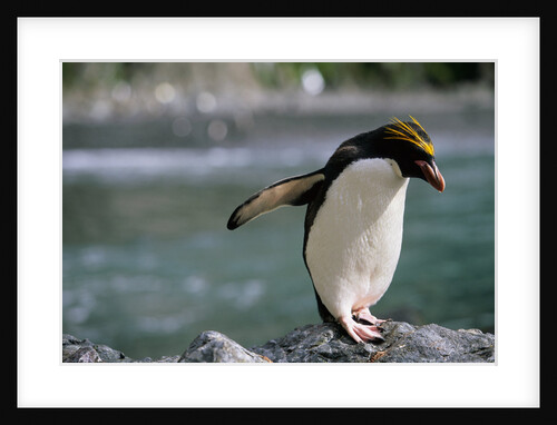 Macaroni Penguin Perching on Rock by Anonymous