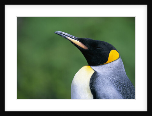 King Penguin Profile by Anonymous