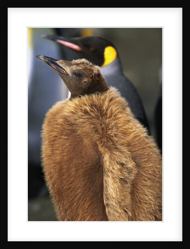 King Penguin Chick by Anonymous