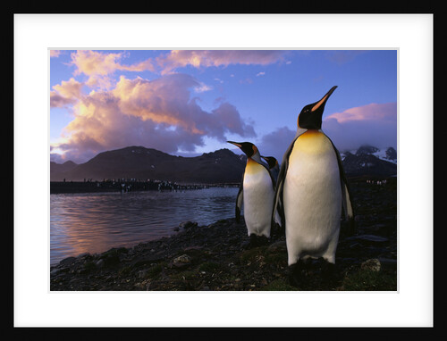 King Penguins Gathering at Saint Andrews Bay by Anonymous