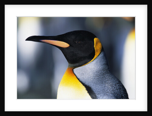 King Penguin by Anonymous