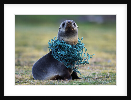 Fishing Net Caught around Fur Seal's Neck by Anonymous