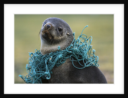 Fishing Net Caught around Fur Seal's Neck by Anonymous