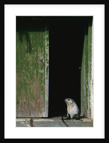 Fur Seal Standing in Doorway by Anonymous