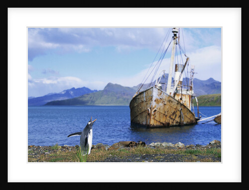 Gentoo Penguin Calling near Abandoned Whaling Ship by Anonymous