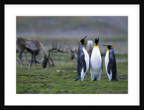 Caribou Grazing behind King Penguins by Anonymous