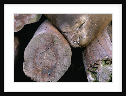 Elephant Seal Sleeping on Log Pile by Anonymous