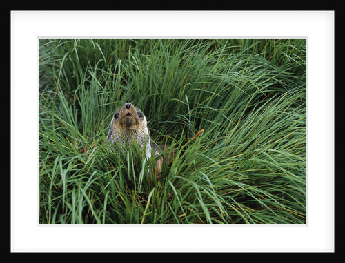 Antarctic Fur Seal Sitting in Tussock Grass by Anonymous
