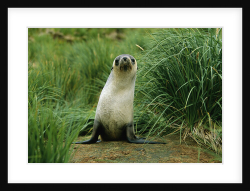 Antarctic Fur Seal Standing by Tussock Grass by Anonymous
