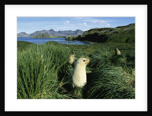 Antarctic Fur Seals Relaxing in Tussock Grass by Anonymous