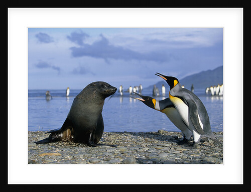 King Penguins Protecting their Territory by Anonymous