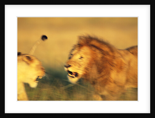Male Lion Charging Lioness by Anonymous