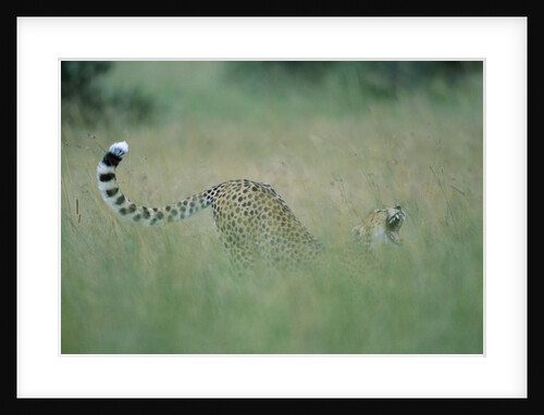 Cheetah Stretching in Tall Grass by Anonymous