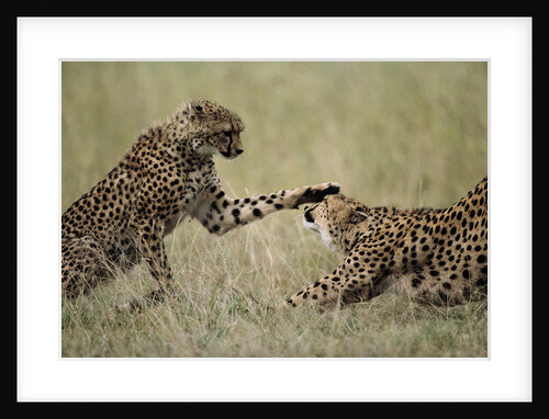 Cheetahs Playing on Savanna by Anonymous