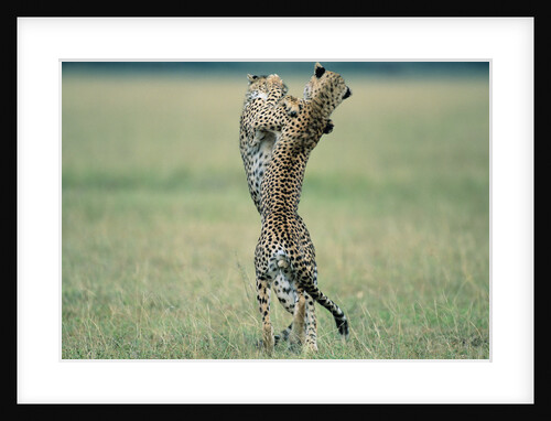 Cheetahs Playing on Savanna by Anonymous