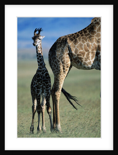 Giraffe and Calf by Anonymous