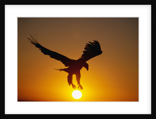 Bald Eagle Flying at Sunrise by Anonymous