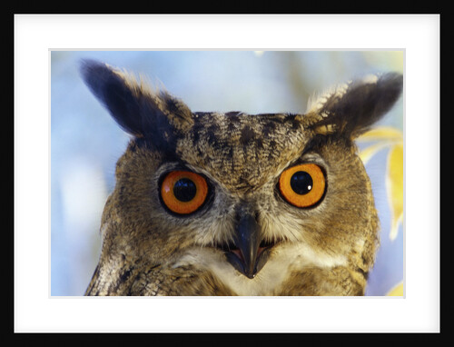 Eurasian Eagle Owl by Anonymous