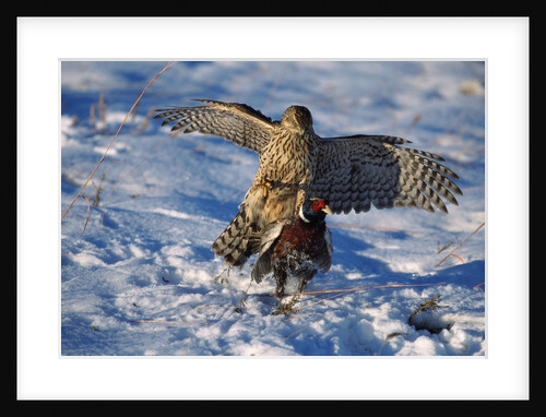 Male Goshawk Catching a Pheasant by Anonymous